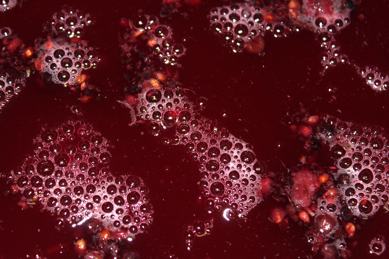 Définition Fermentation alcoolique qu'estce que c'est ? Futura — free download